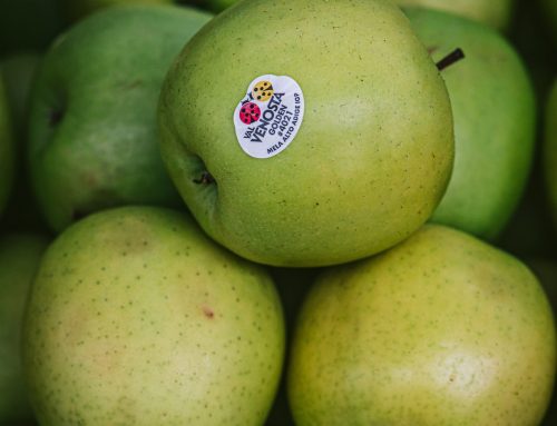 Apples Golden (Val Venosta)