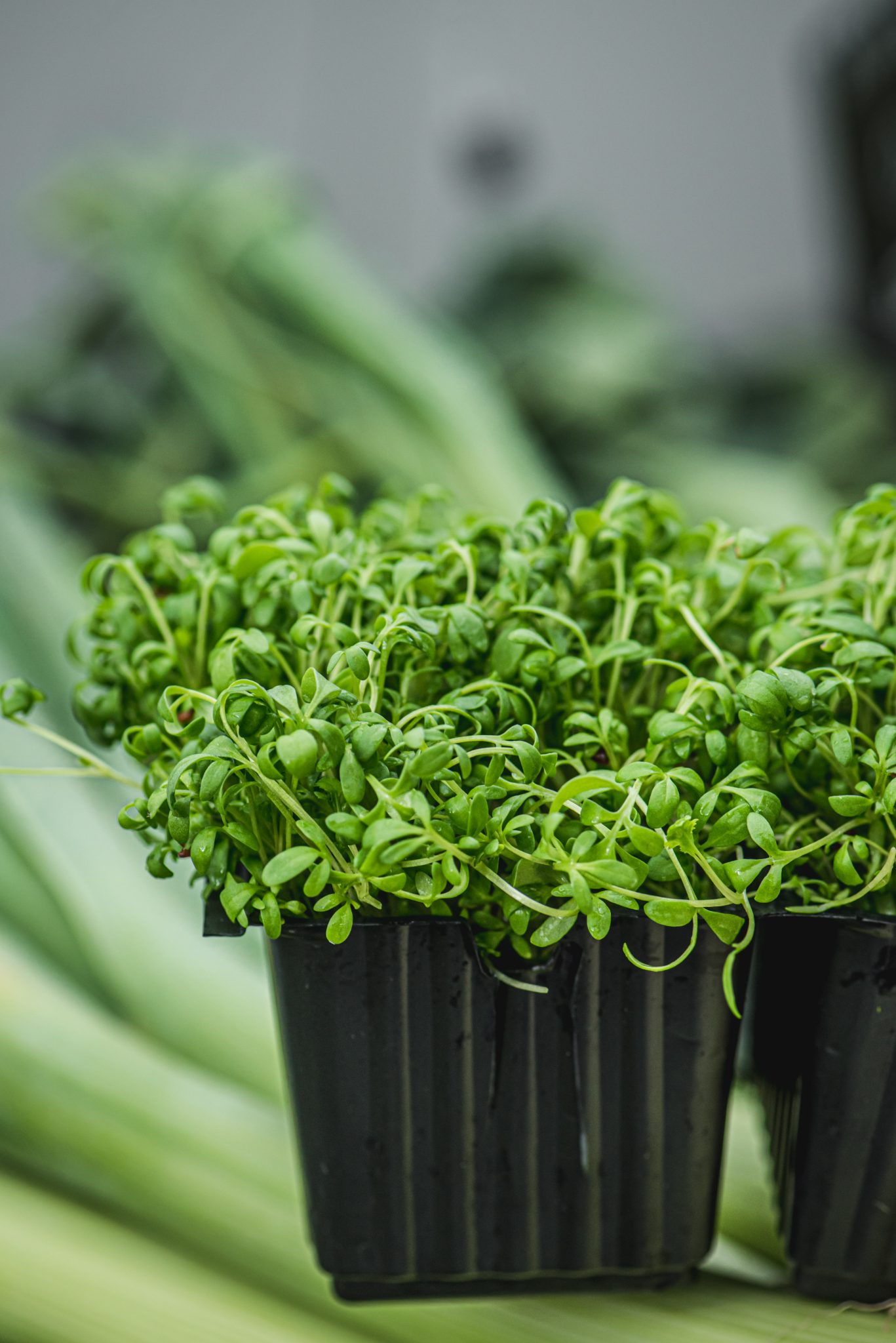 Garden cress Χονδρική - Λιανική στην Ζάκυνθο από την Fresh Frooters