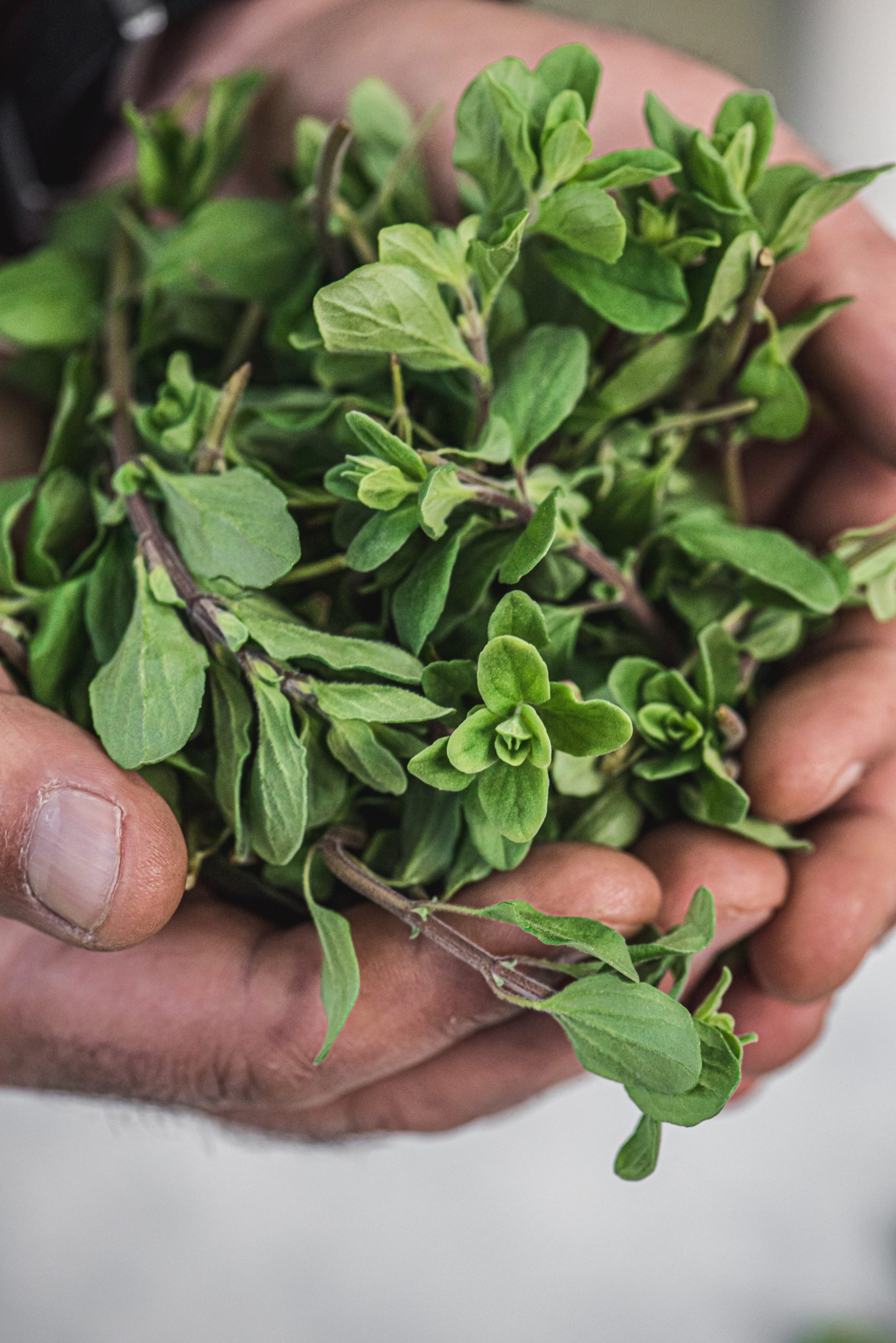 Λεμονοθύμαρο (Lime thyme) χονδρική ή λιανική στην Ζάκυνθο