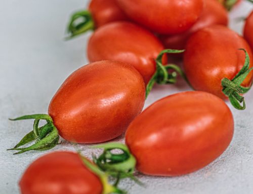 Tomatoes Acorn
