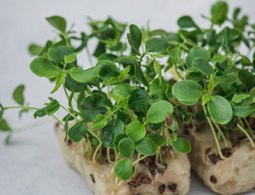 Tahoon cress